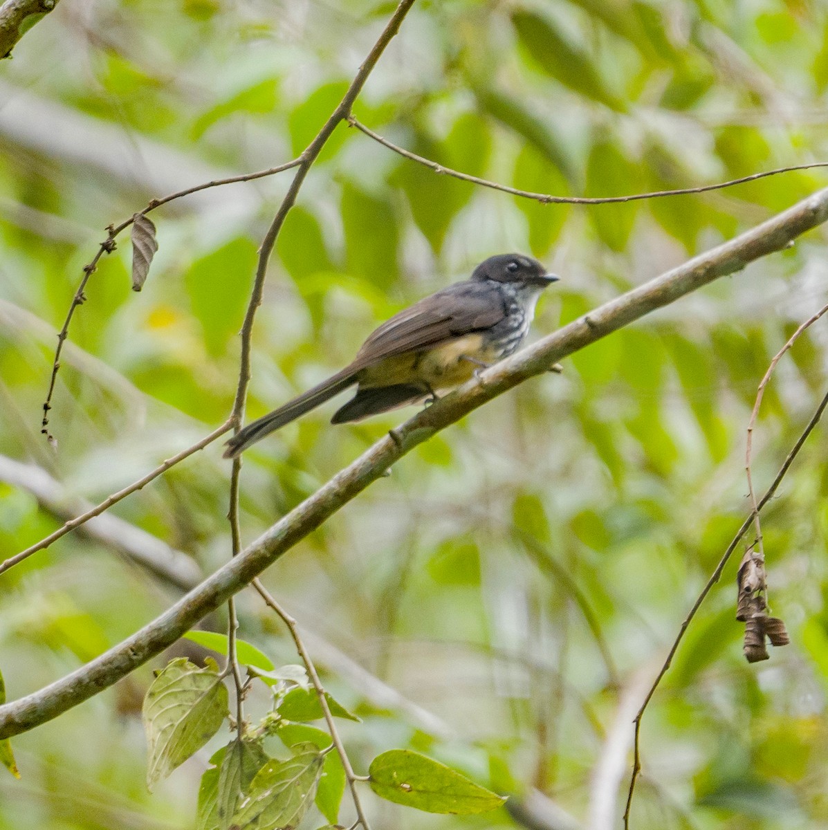 Northern Fantail (Buru) - ML531297611