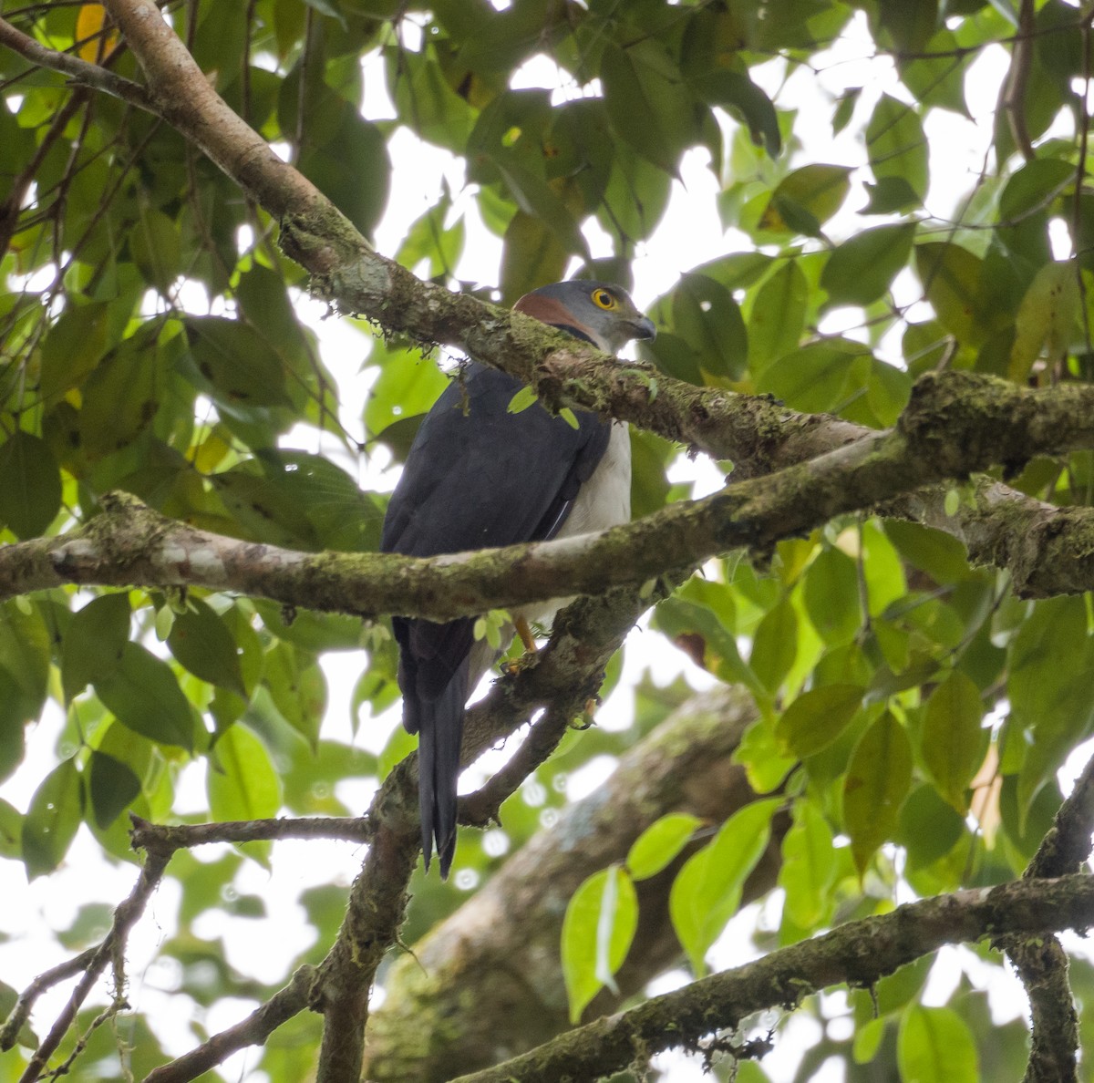 Rufous-necked Sparrowhawk - ML531299251