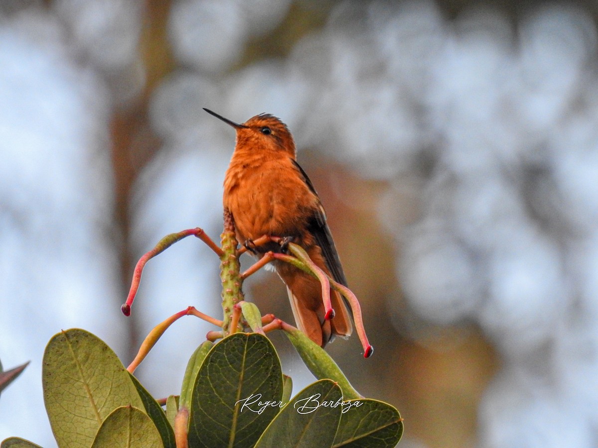 Rostkolibri - ML531300061