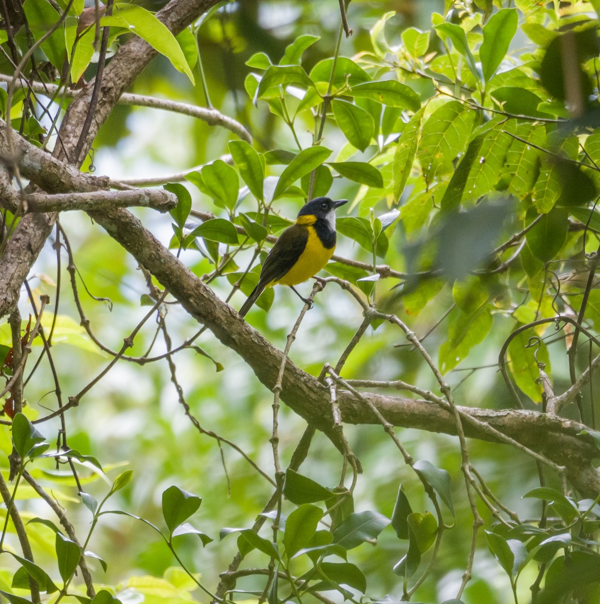 Yellow-throated Whistler - ML531300201