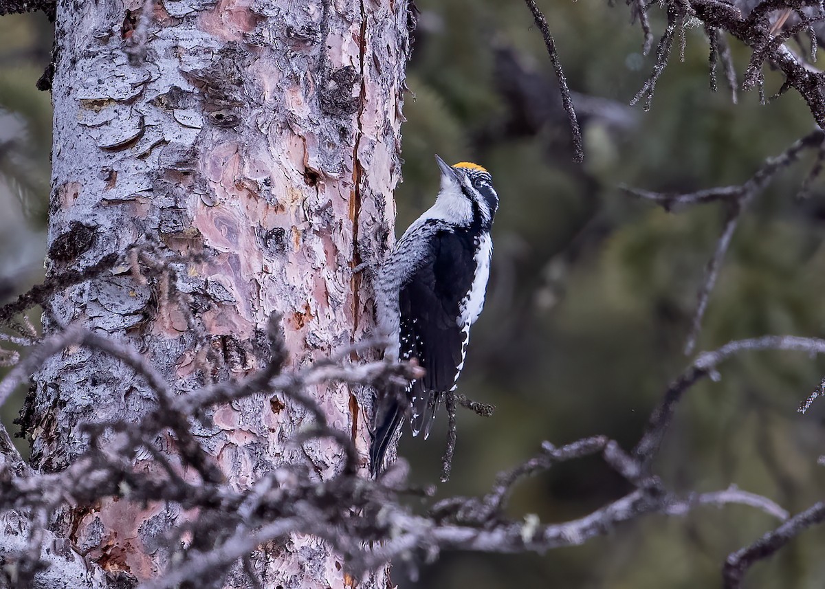 American Three-toed Woodpecker - ML531300821