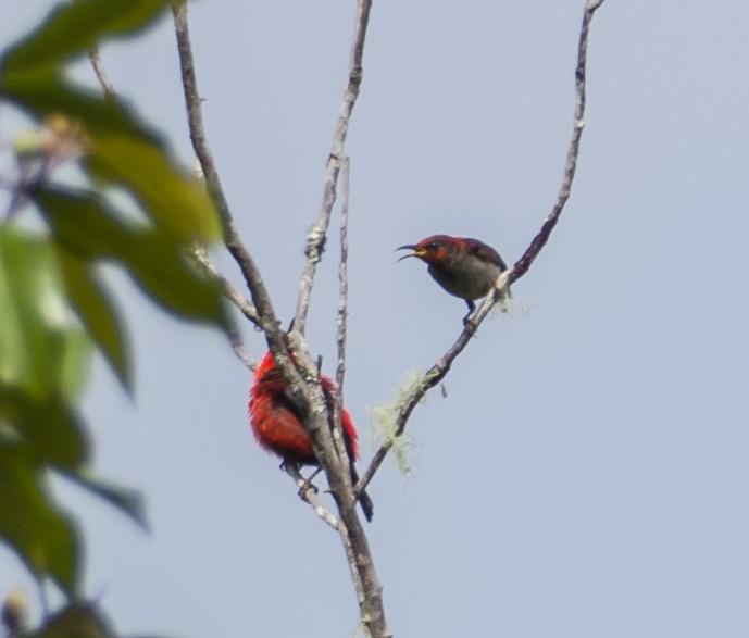 Mielero del Wakolo (wakoloensis) - ML531300991