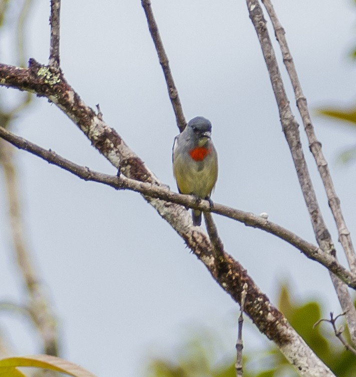 Buru Flowerpecker - ML531301321