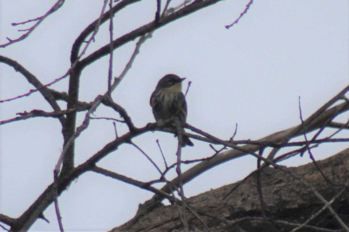 Yellow-rumped Warbler (Myrtle x Audubon's) - ML531301571