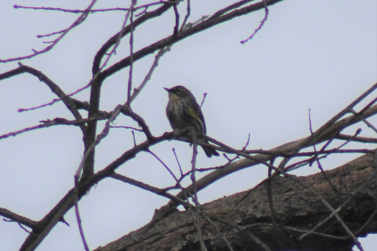 Yellow-rumped Warbler (Myrtle x Audubon's) - ML531301581