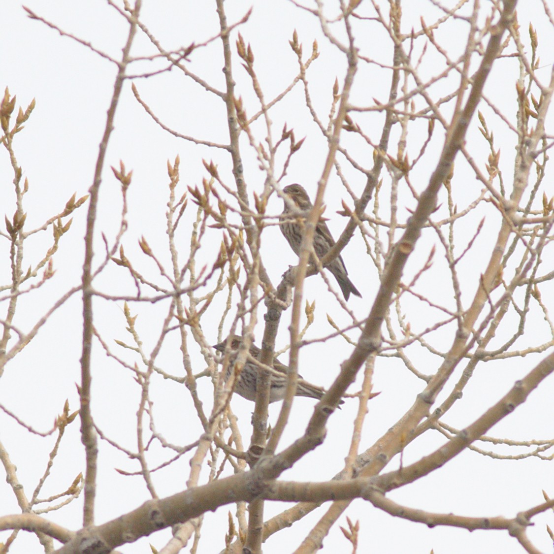 Cassin's Finch - ML531301951