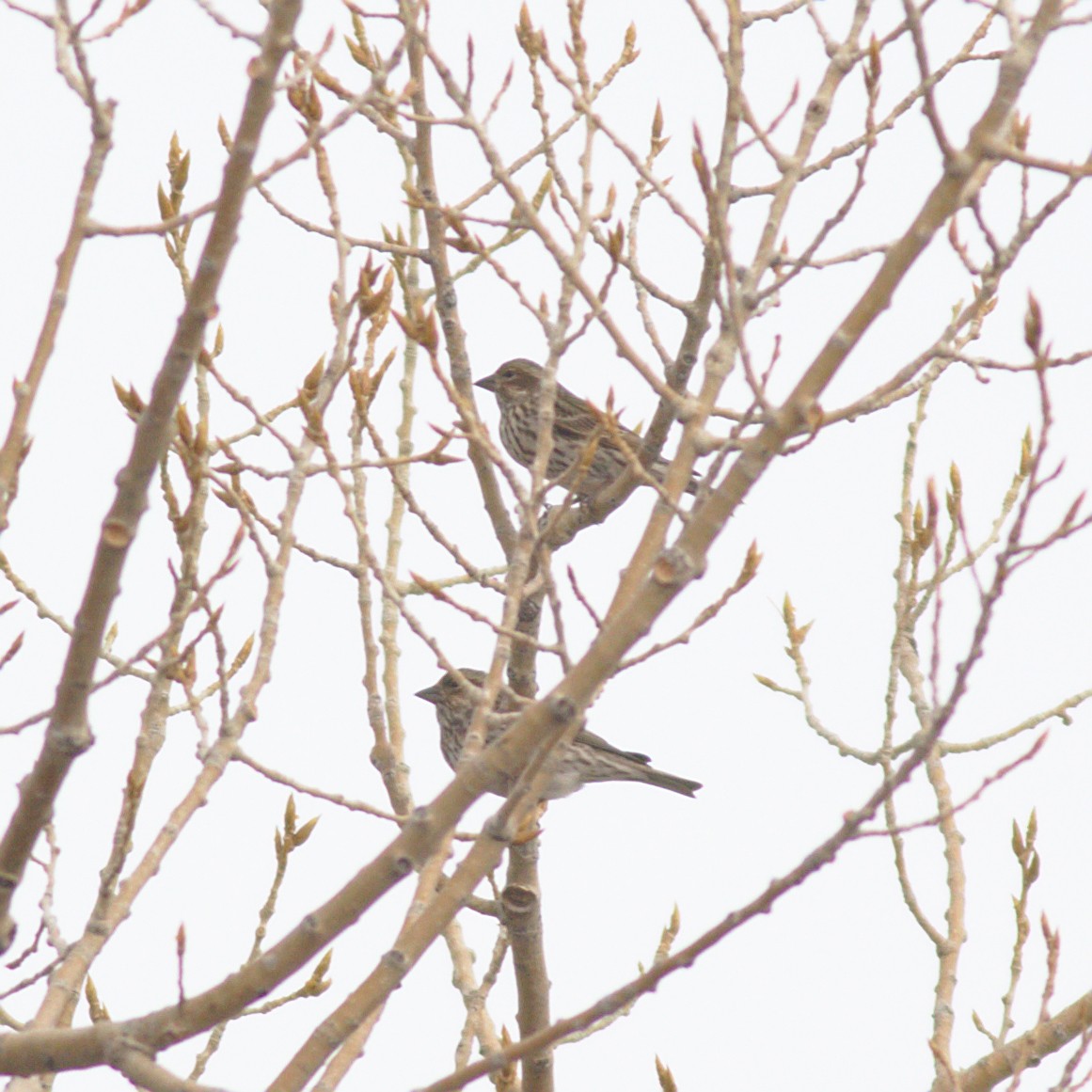 Cassin's Finch - ML531301961