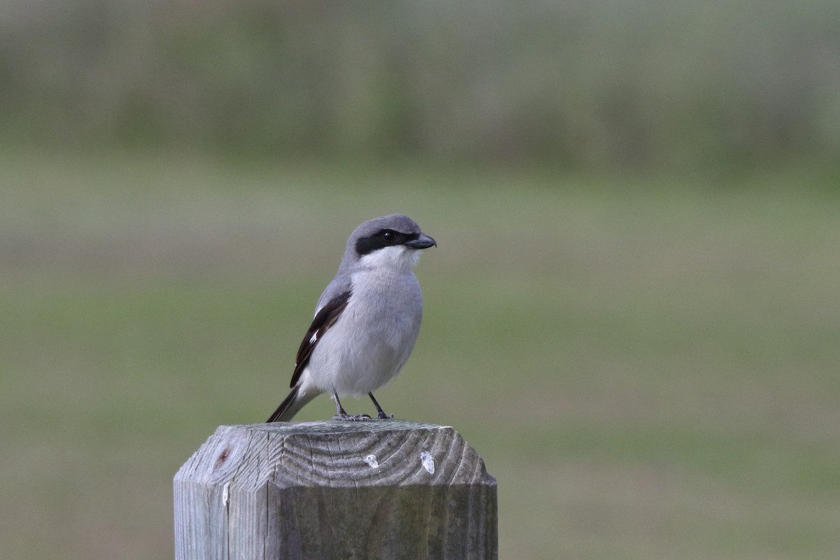 Loggerhead Shrike - ML531302011