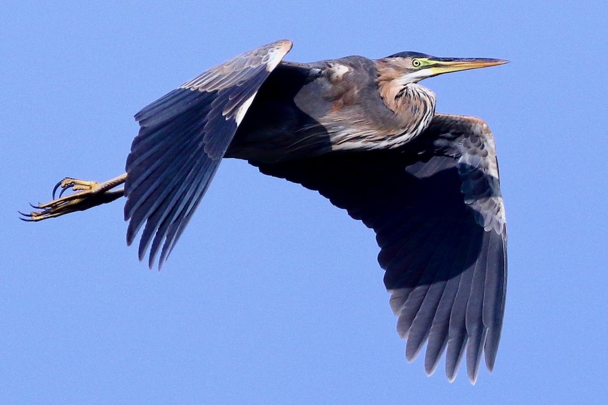 Purple Heron - ML531302571