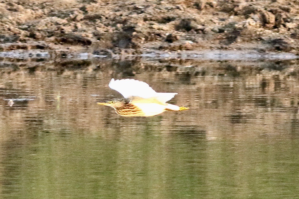Indian Pond-Heron - ML531302671