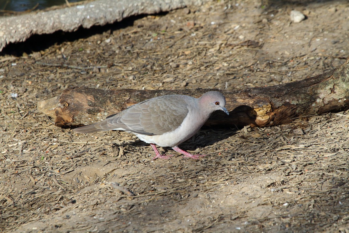 White-tipped Dove - Richard Brittain