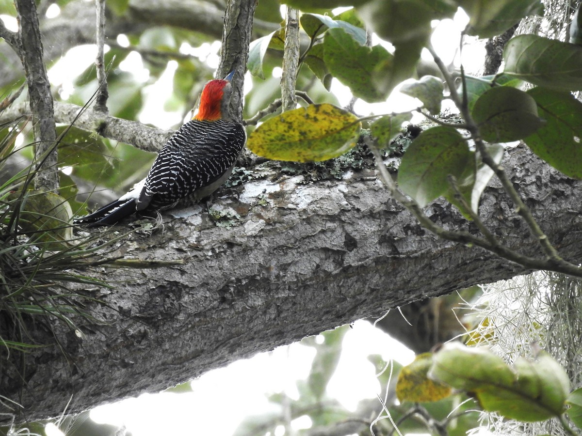 Golden-fronted Woodpecker - ML531304251