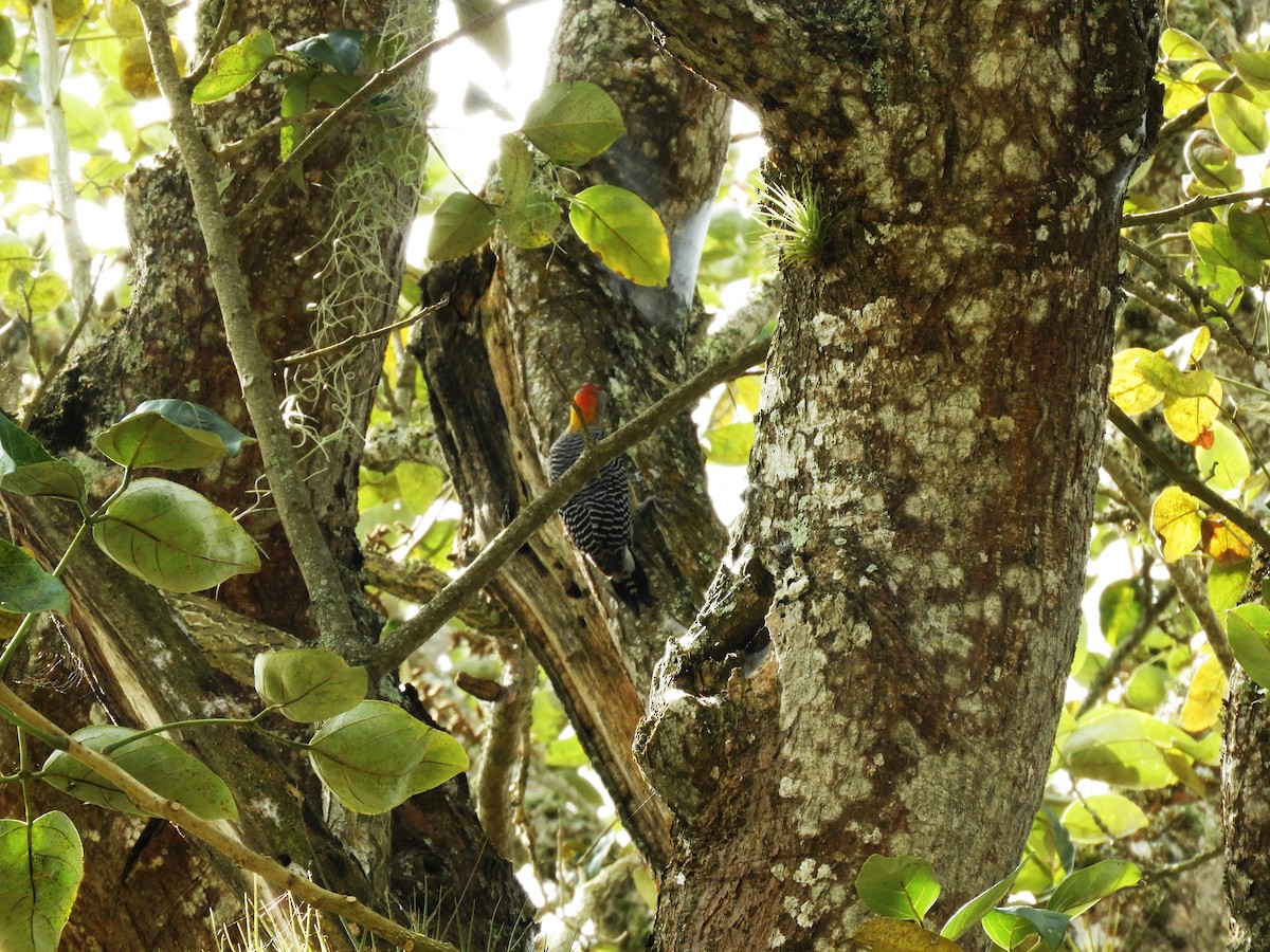 Golden-fronted Woodpecker - ML531304261