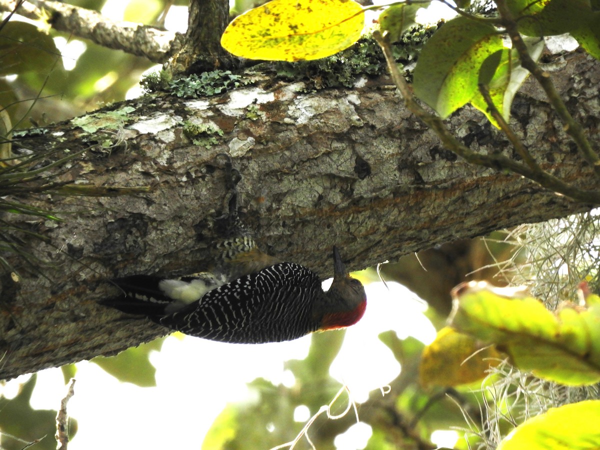 Golden-fronted Woodpecker - ML531304271