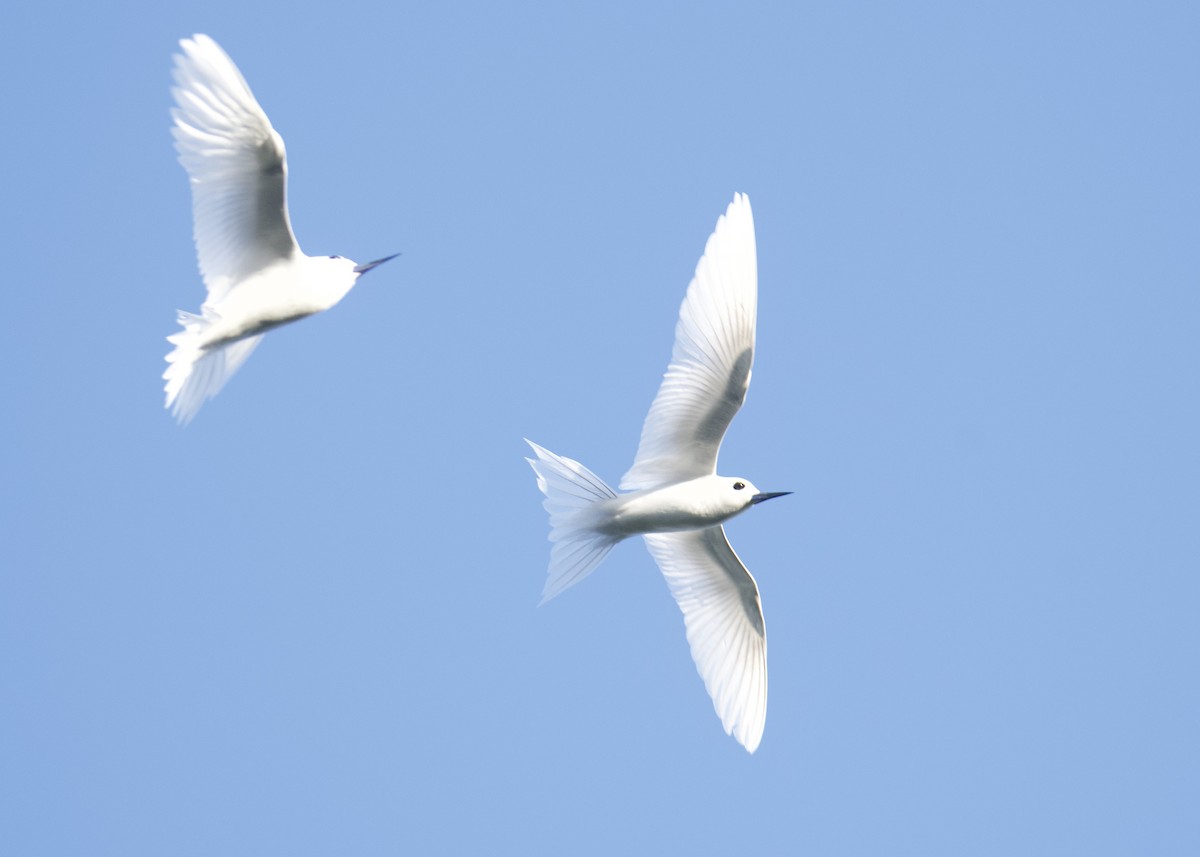 White Tern - ML531306031