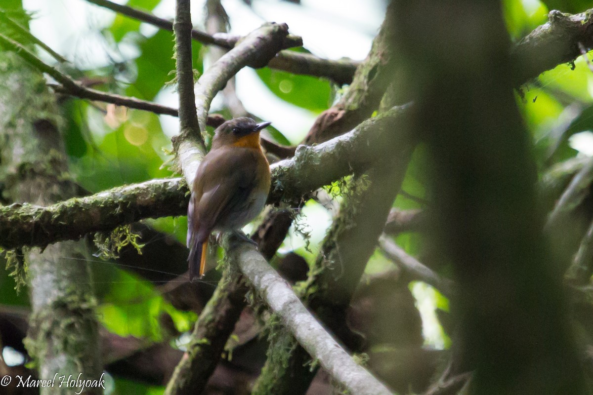 White-bellied Robin-Chat - ML531306101