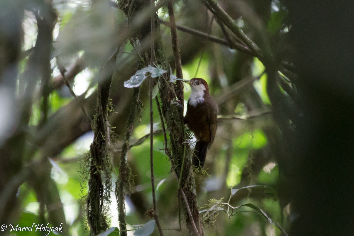 White-throated Mountain-Babbler - ML531306311