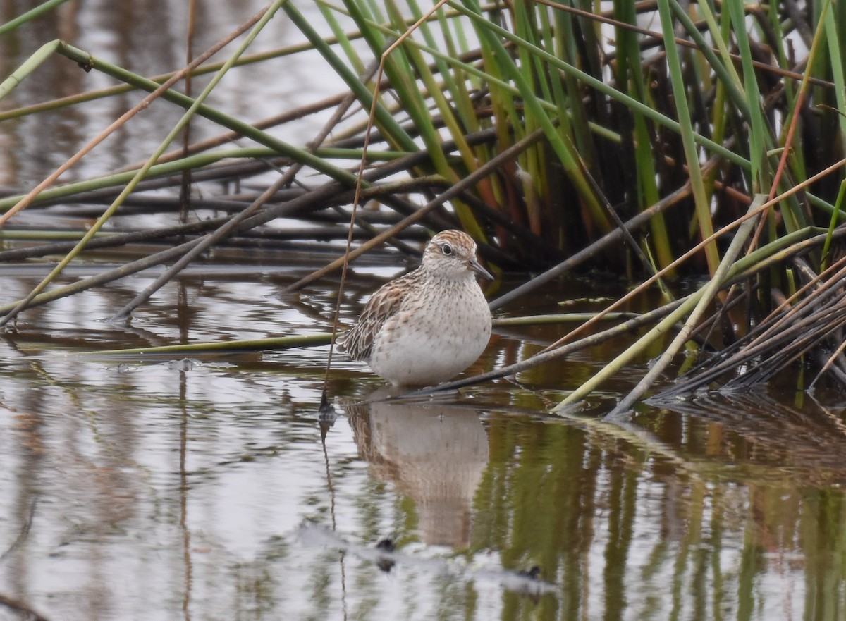 Sharp-tailed Sandpiper - ML531306421