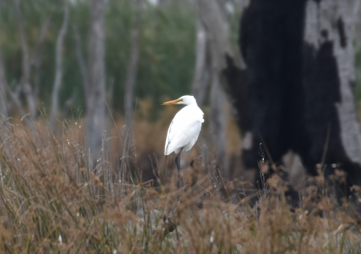 Great Egret (modesta) - ML531306441