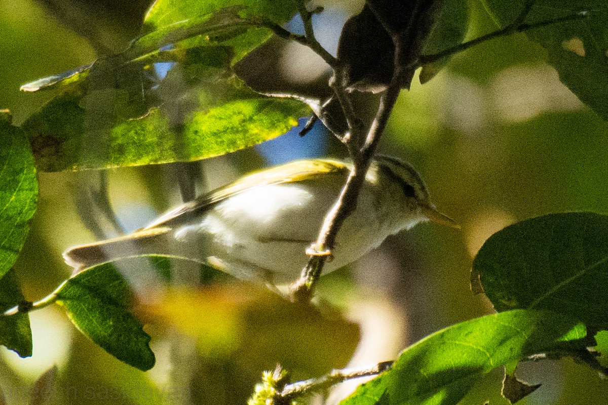 Western Crowned Warbler - ML531306471