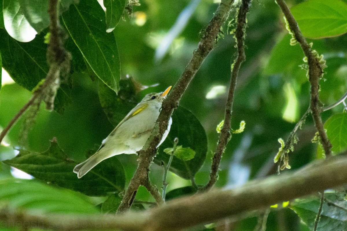 Western Crowned Warbler - ML531306491