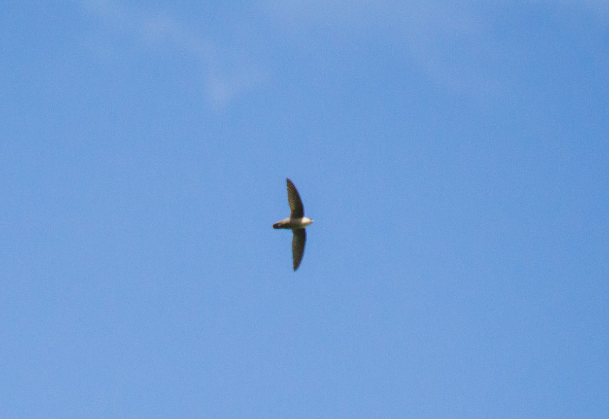 Vaux's Swift (Yucatan) - ML531306661