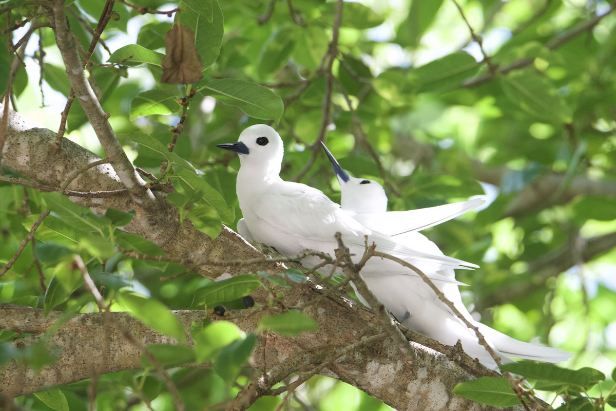 White Tern - ML531307071