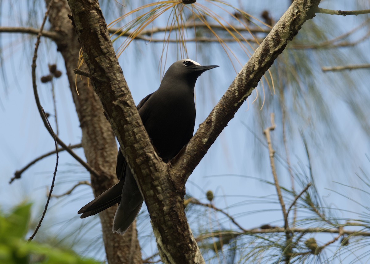 Black Noddy - ML531307181