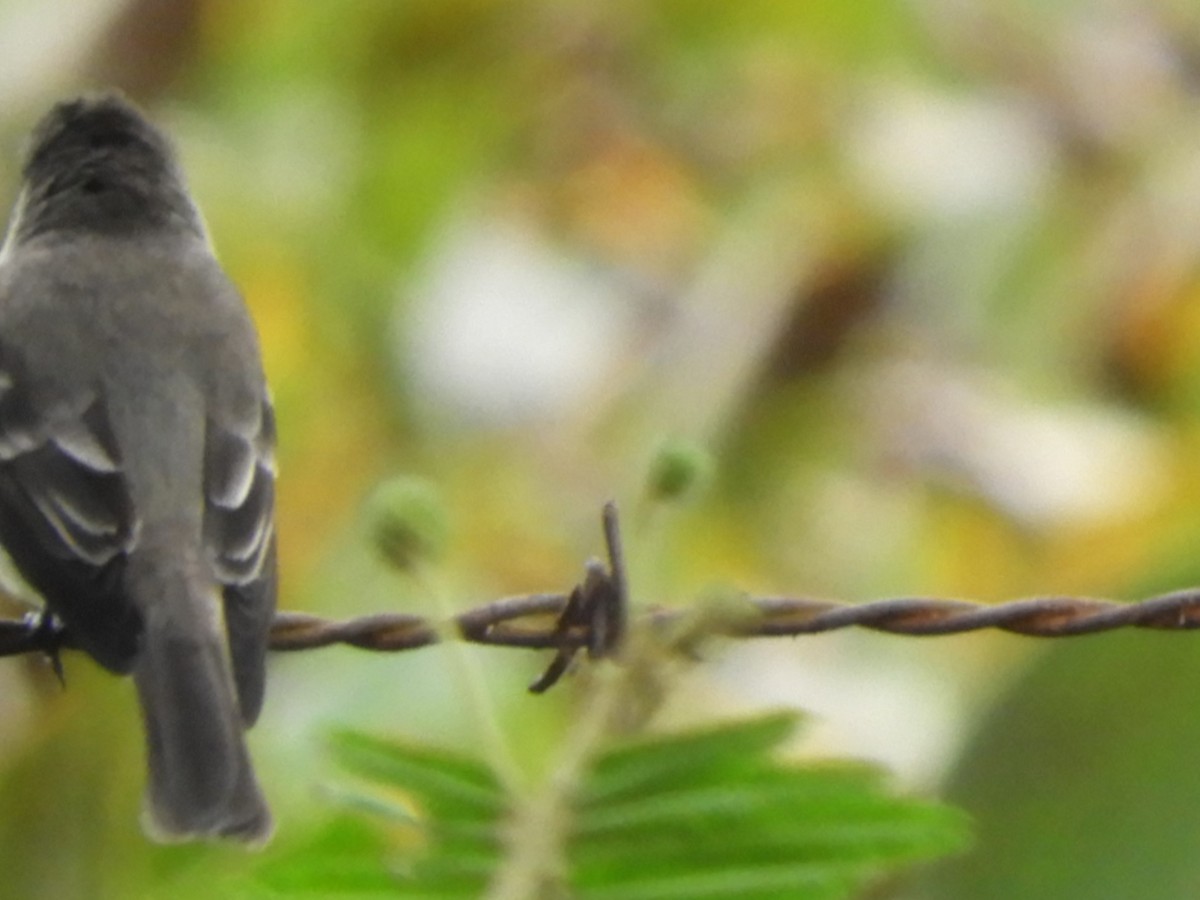 Northern Tropical Pewee - ML531307651