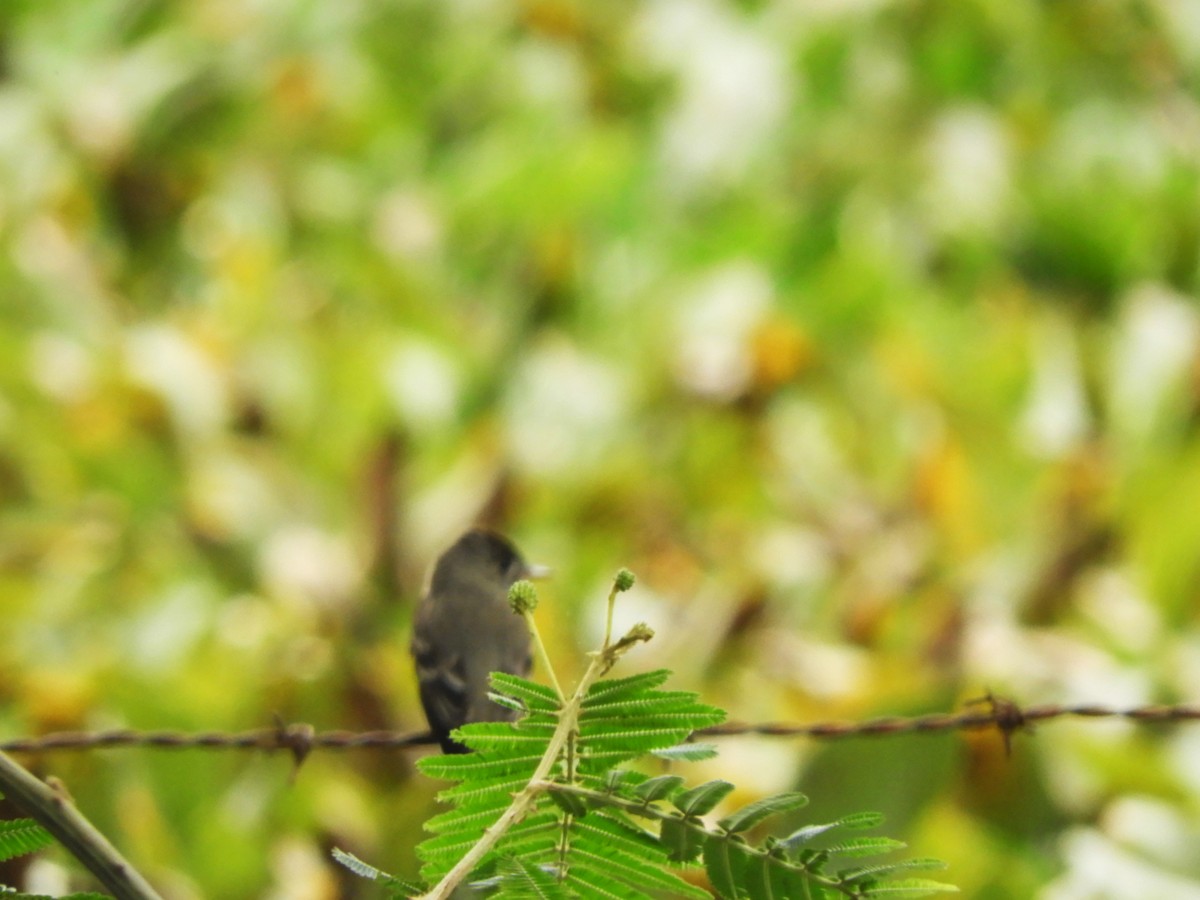Northern Tropical Pewee - ML531307661