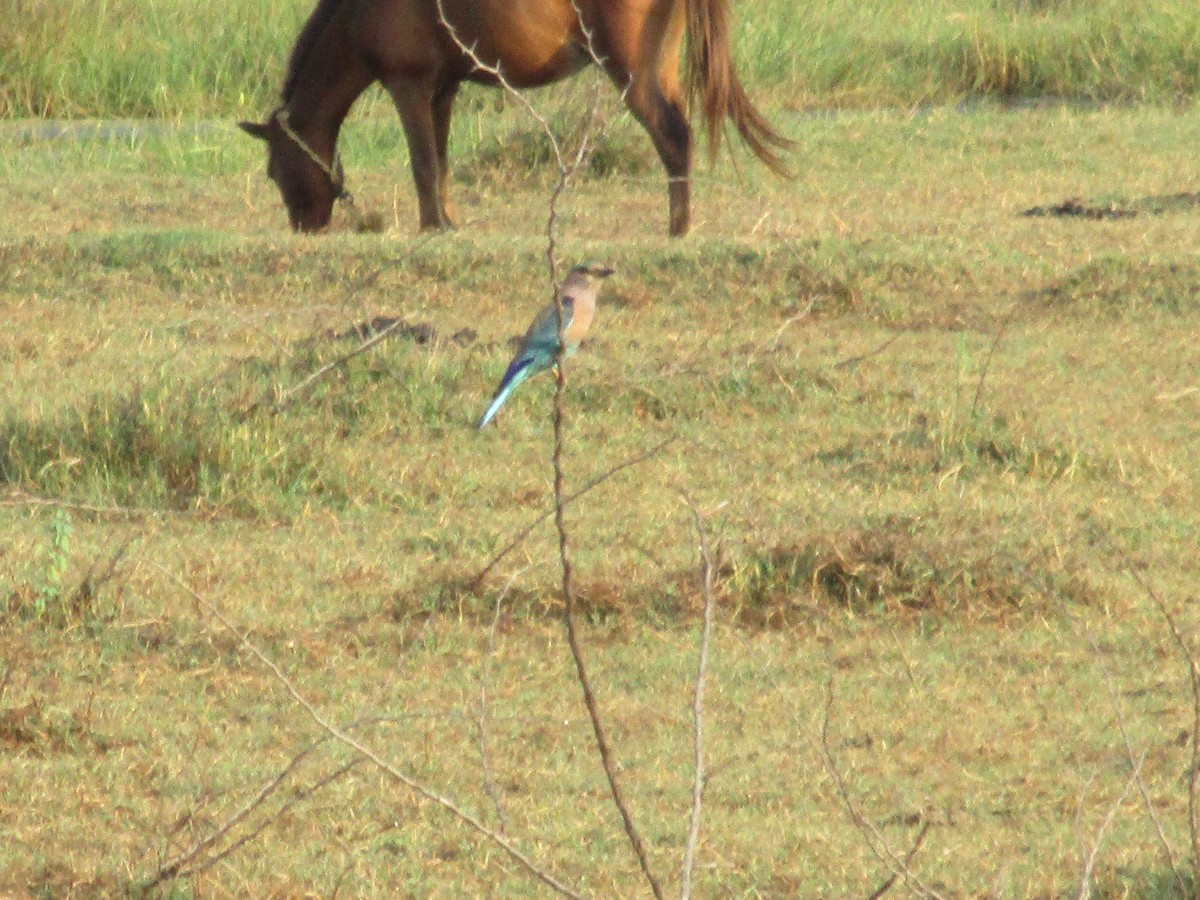 Indian Roller - ML53130841