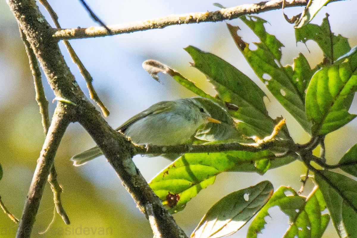 Western Crowned Warbler - ML531308731