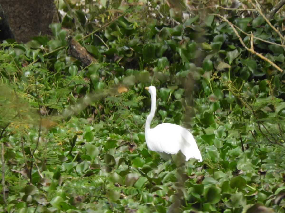 Great Egret - Maria Corriols