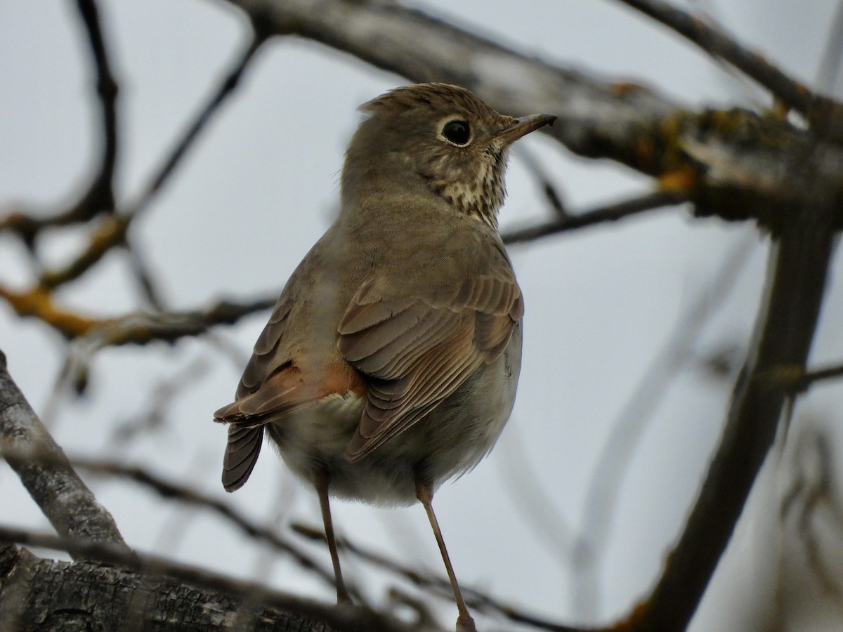Hermit Thrush - ML531309141