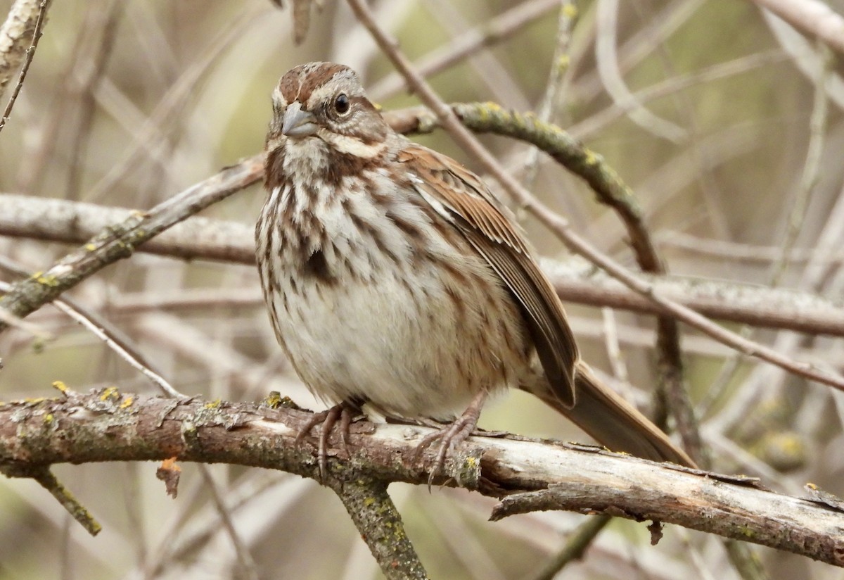 Song Sparrow - ML531309291