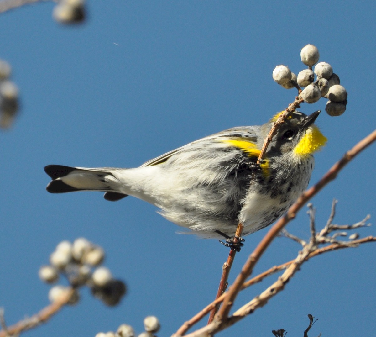 Yellow-rumped Warbler - ML531310321