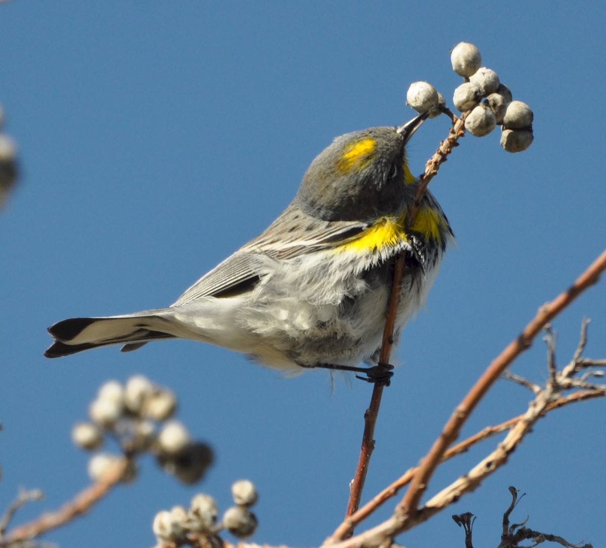 Yellow-rumped Warbler - ML531310331