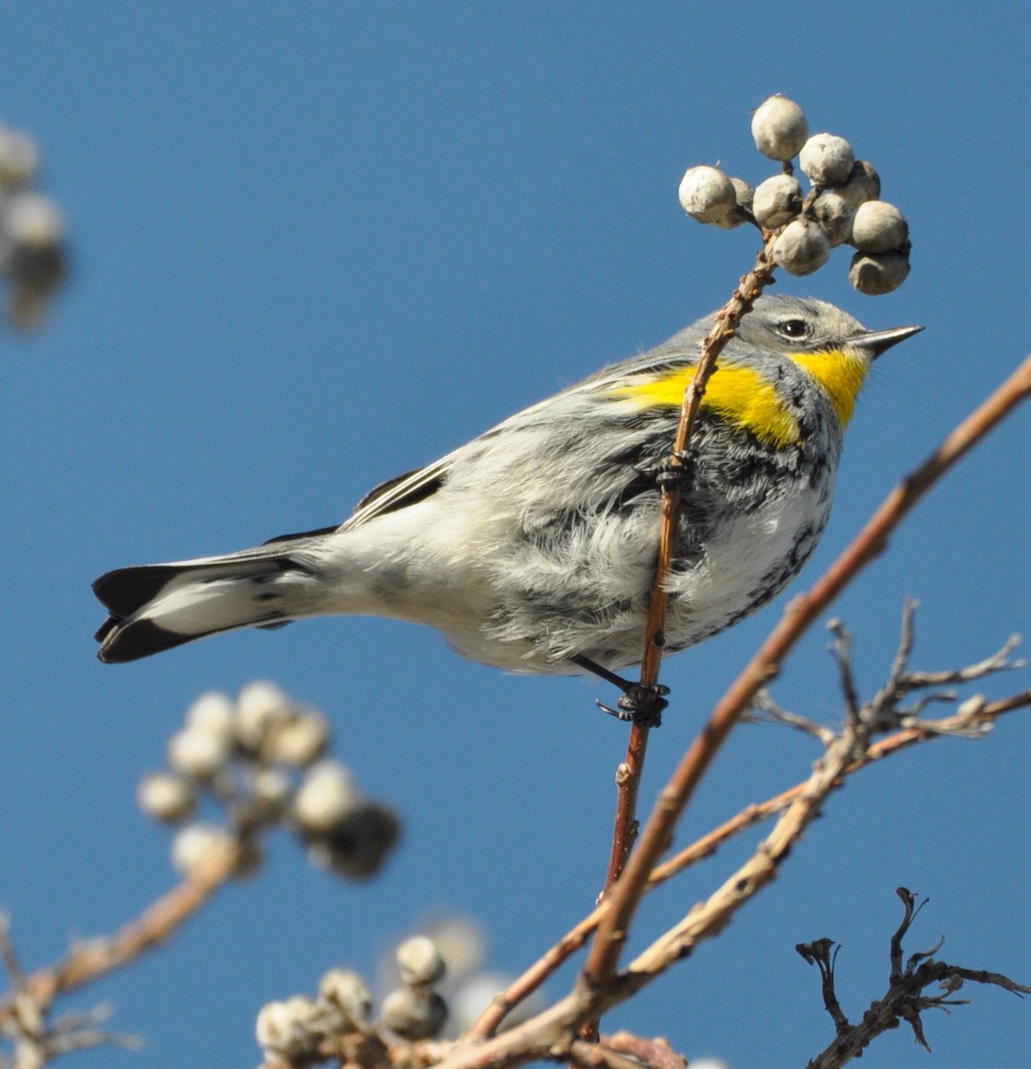 Yellow-rumped Warbler - ML531310341
