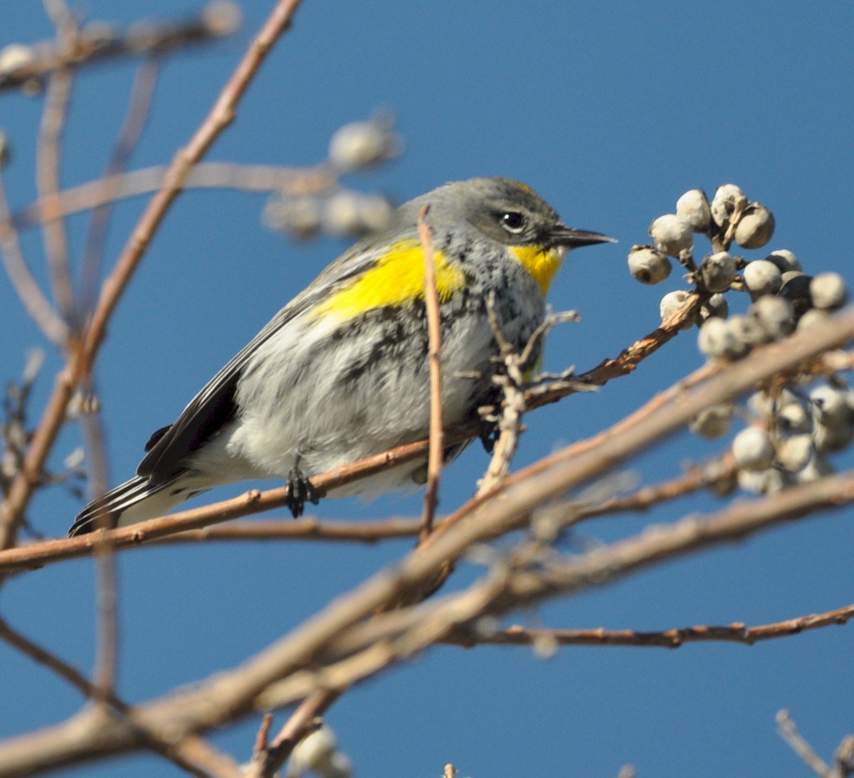 Yellow-rumped Warbler - ML531310351