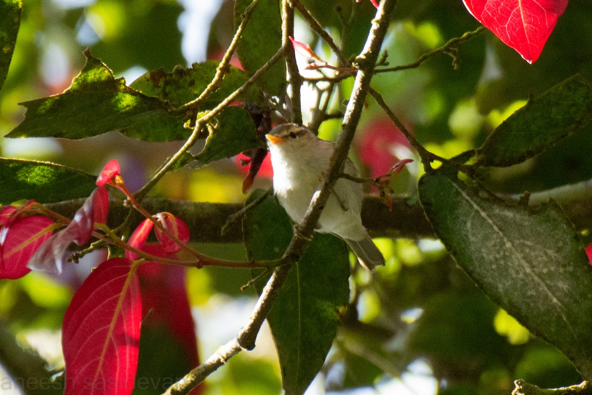 Western Crowned Warbler - ML531310421