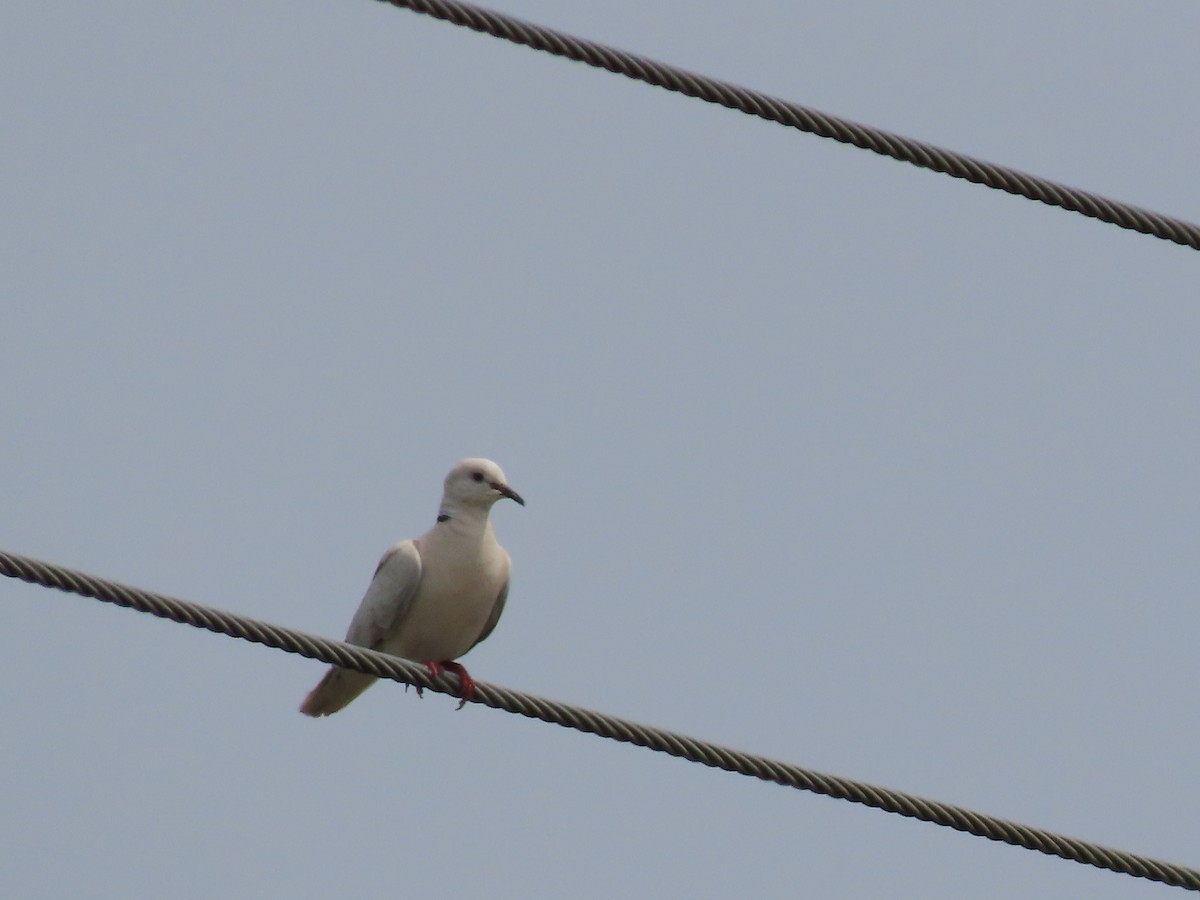 African Collared-Dove - ML531310721