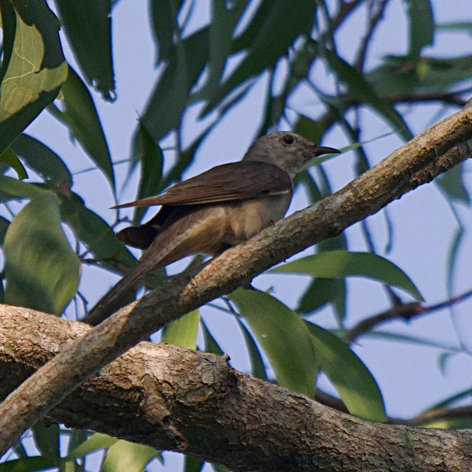 Brush Cuckoo - ML531310861