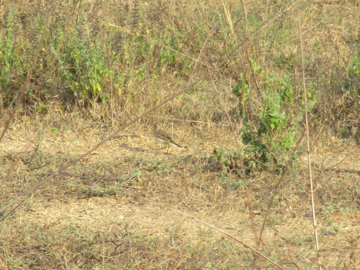 Mongolian Short-toed Lark - ML53131091