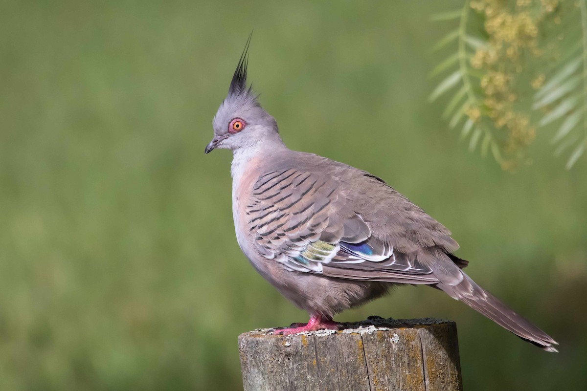 Crested Pigeon - ML53131111