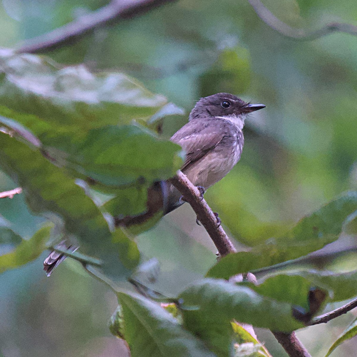 Northern Fantail - ML531311121