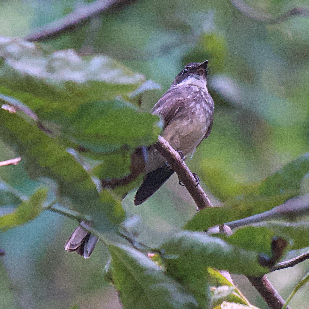 Northern Fantail - ML531311181