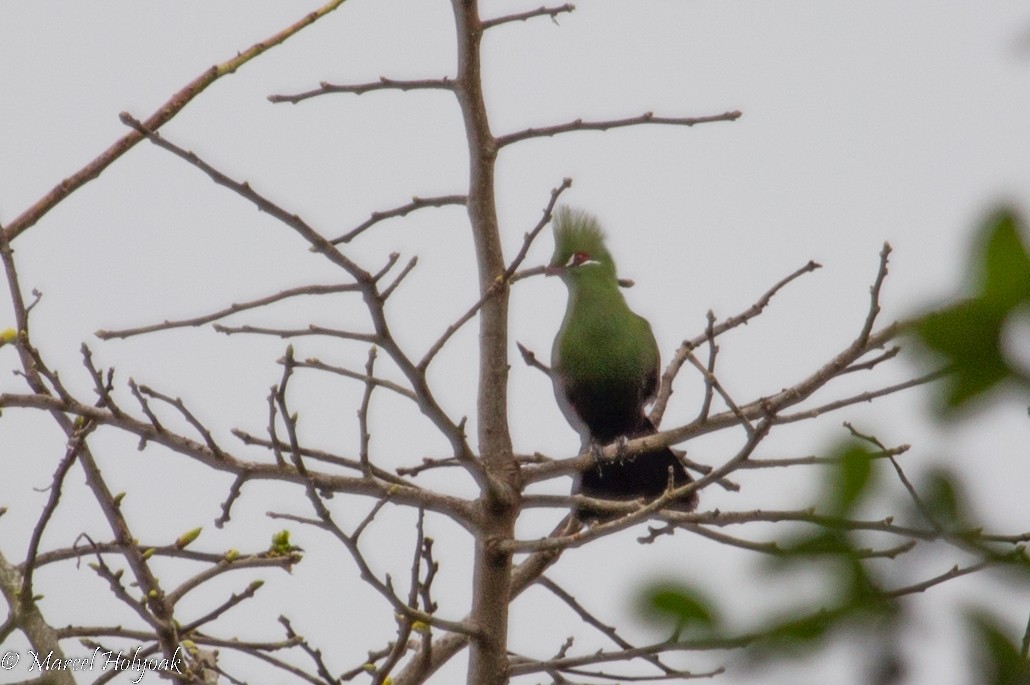 Guinea Turaco - ML531311221