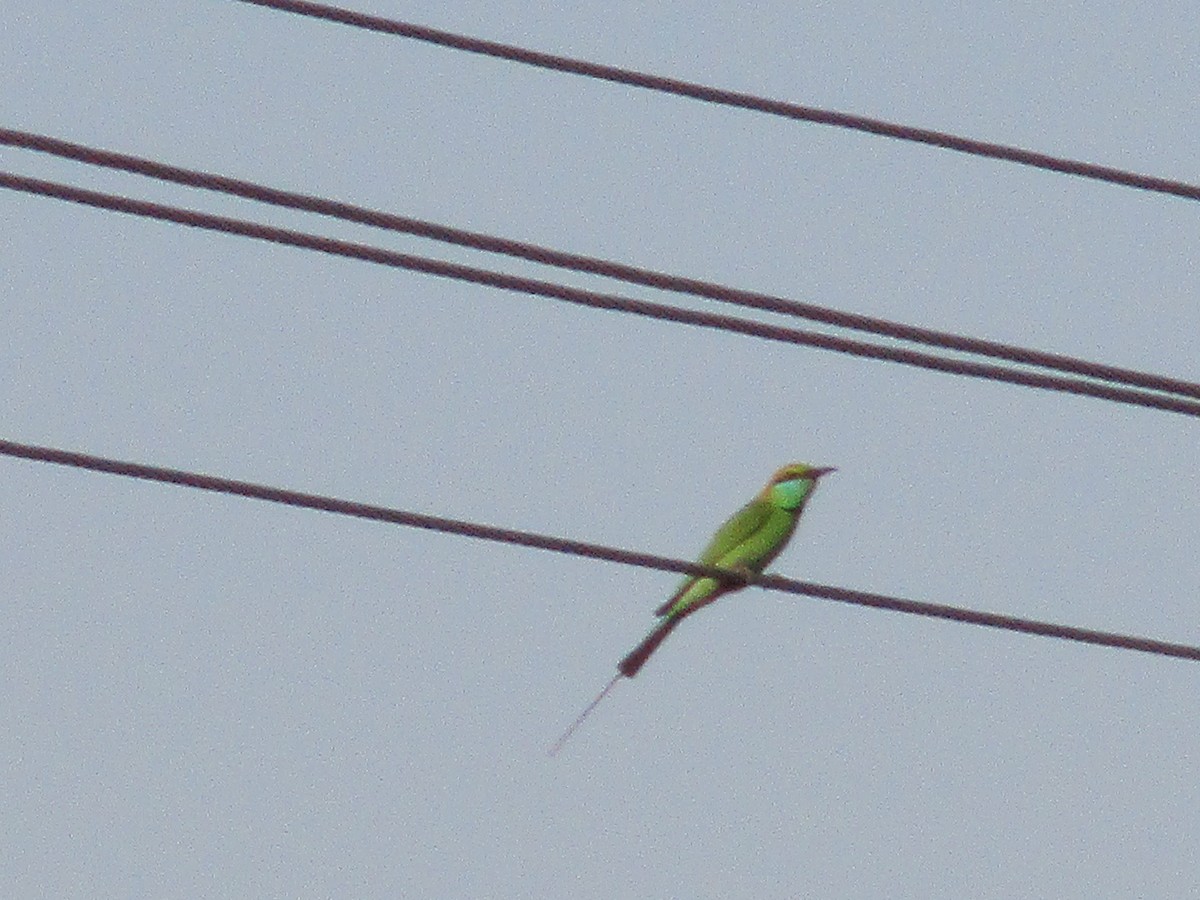 Asian Green Bee-eater - ML53131141