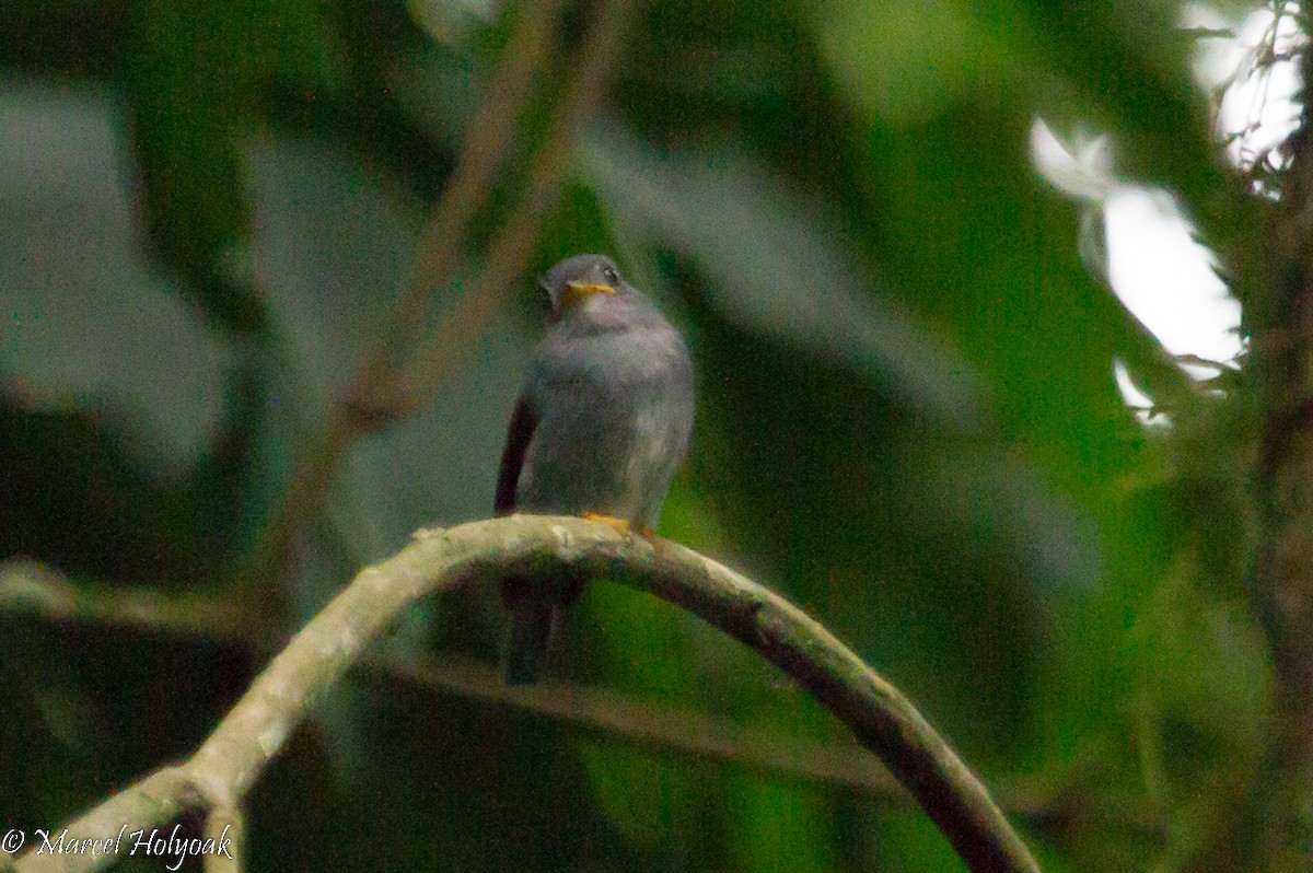 Yellow-footed Flycatcher - ML531311421