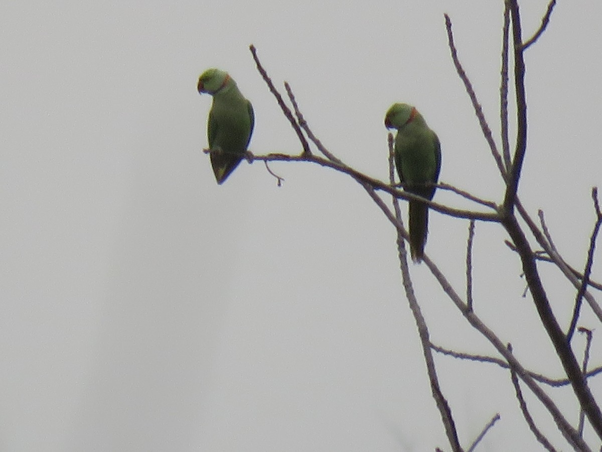 Rose-ringed Parakeet - ML53131151